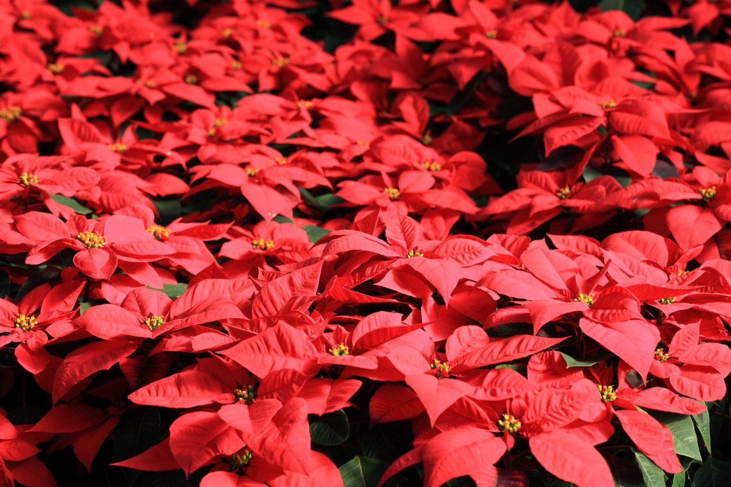 fun facts you may not know about poinsettias