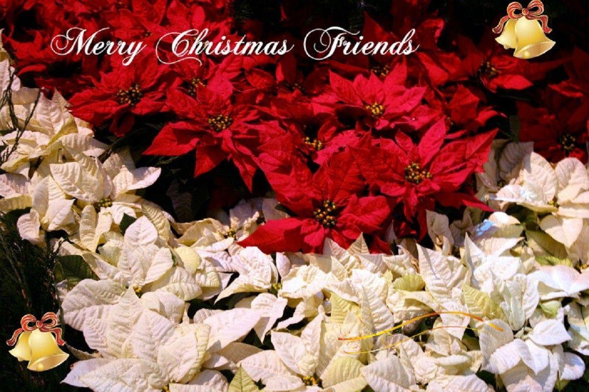 Wallpaper Tagged With Poinsettias: Friends Merry Christmas Red