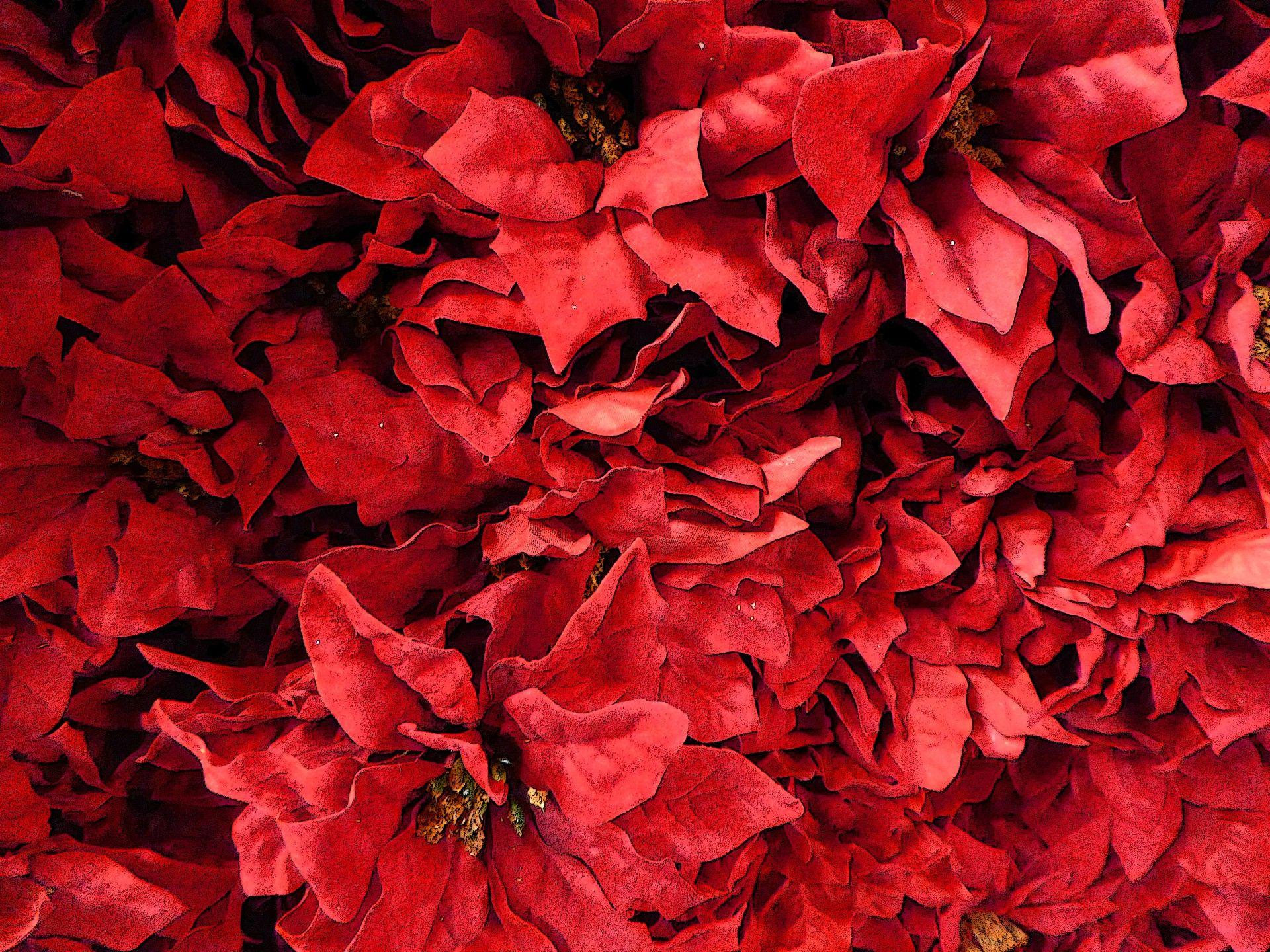 Picture of Poinsettia Background