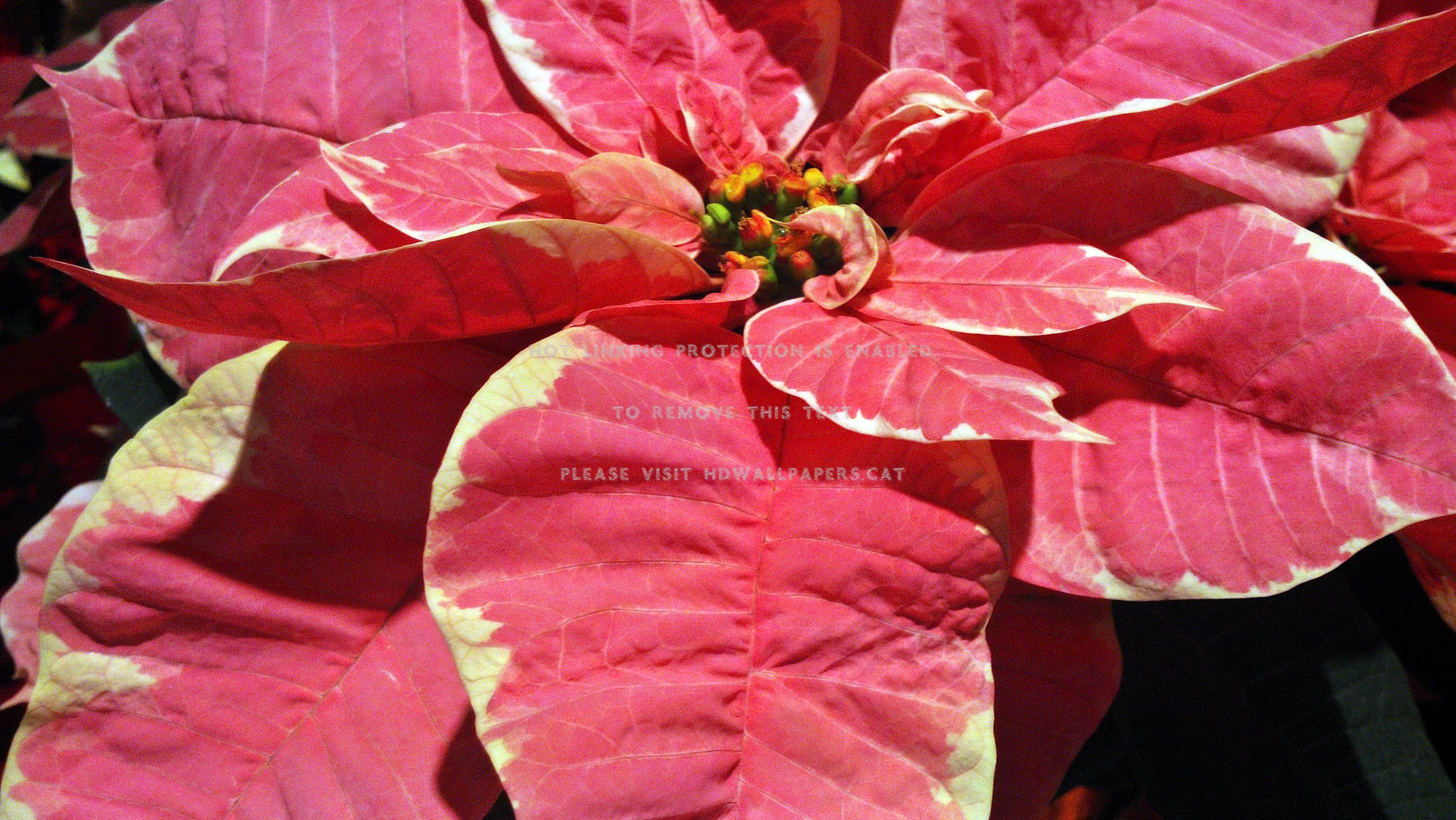 pink poinsettias christmas flowers red