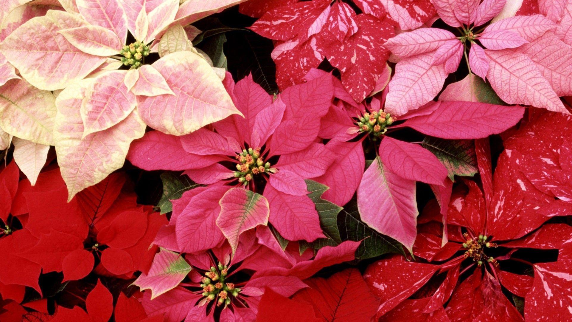 Wallpaper Blink of Poinsettia Wallpaper HD for Android