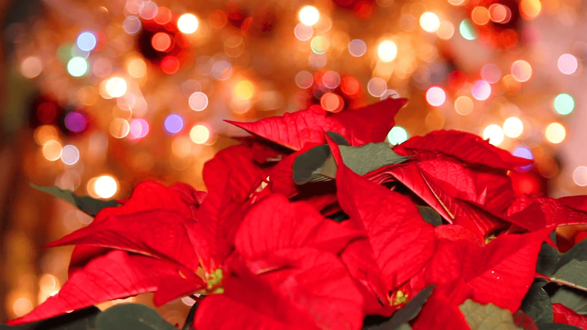 Red Poinsettia or Christmas flower with light effects and bright