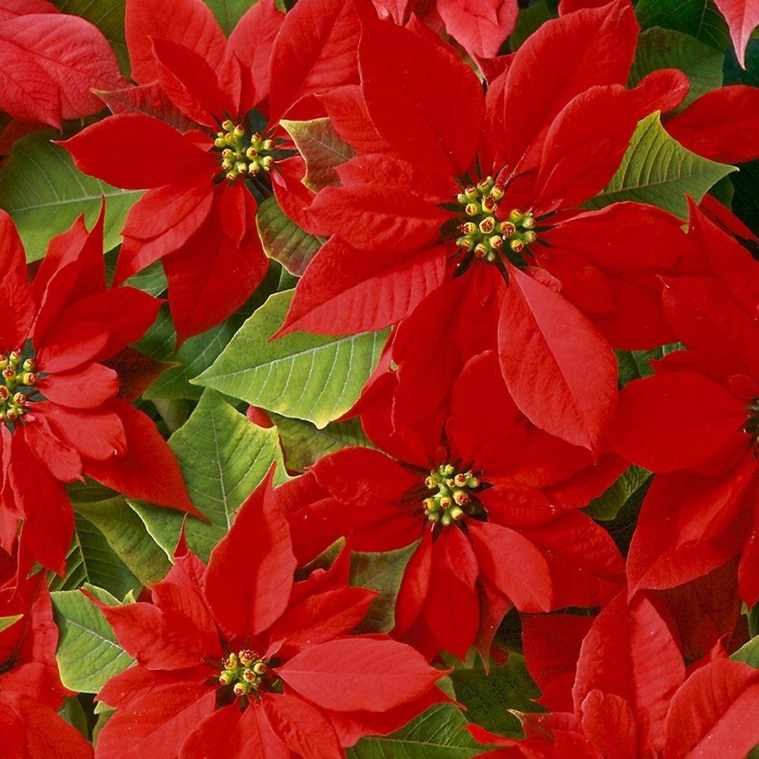 Download 1080x1080 Image Flora, Petal, Christmas Plants, Rose