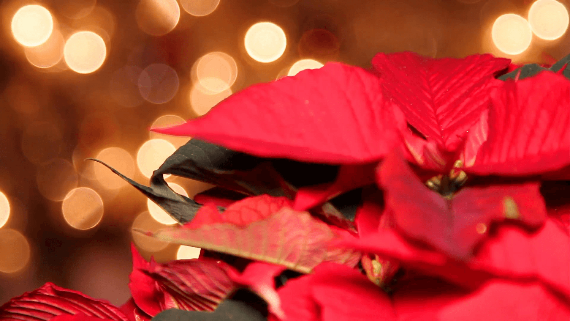 Red Poinsettia or Christmas flower with light effects and decoration
