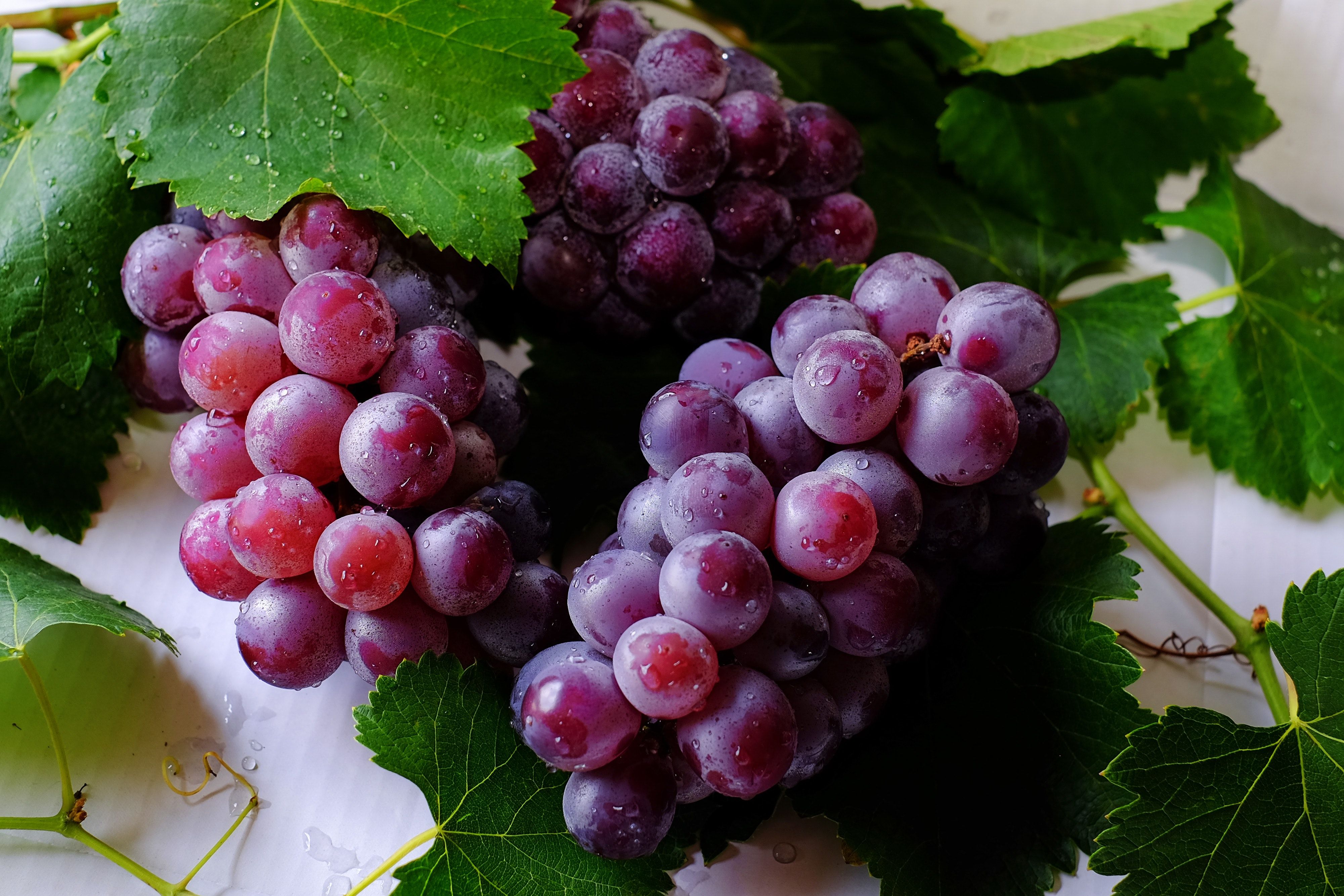 Interesting Grapes Photo