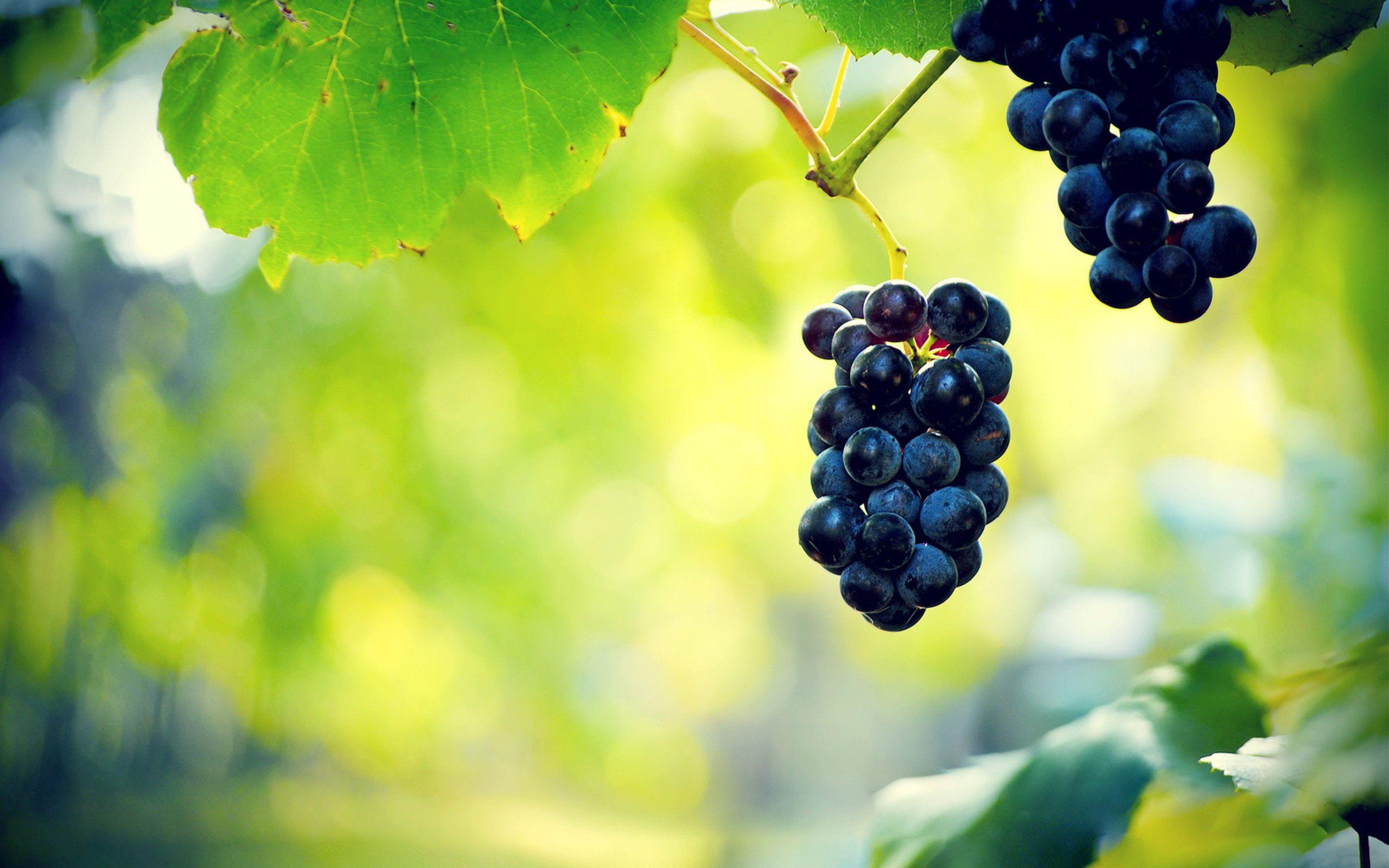Grapes Wallpaper High Quality