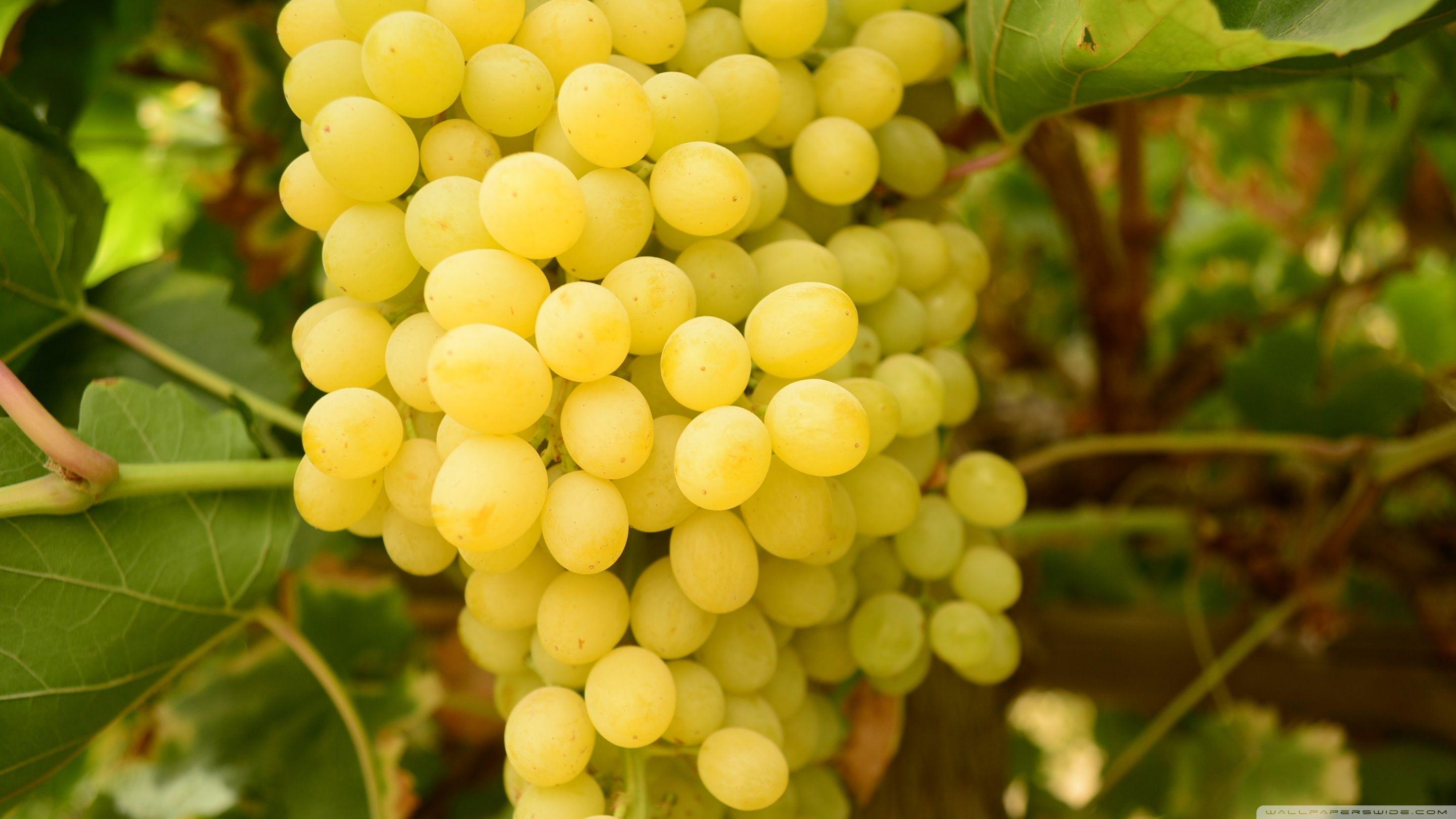 Grapes ❤ 4K HD Desktop Wallpaper for 4K Ultra HD TV • Wide & Ultra