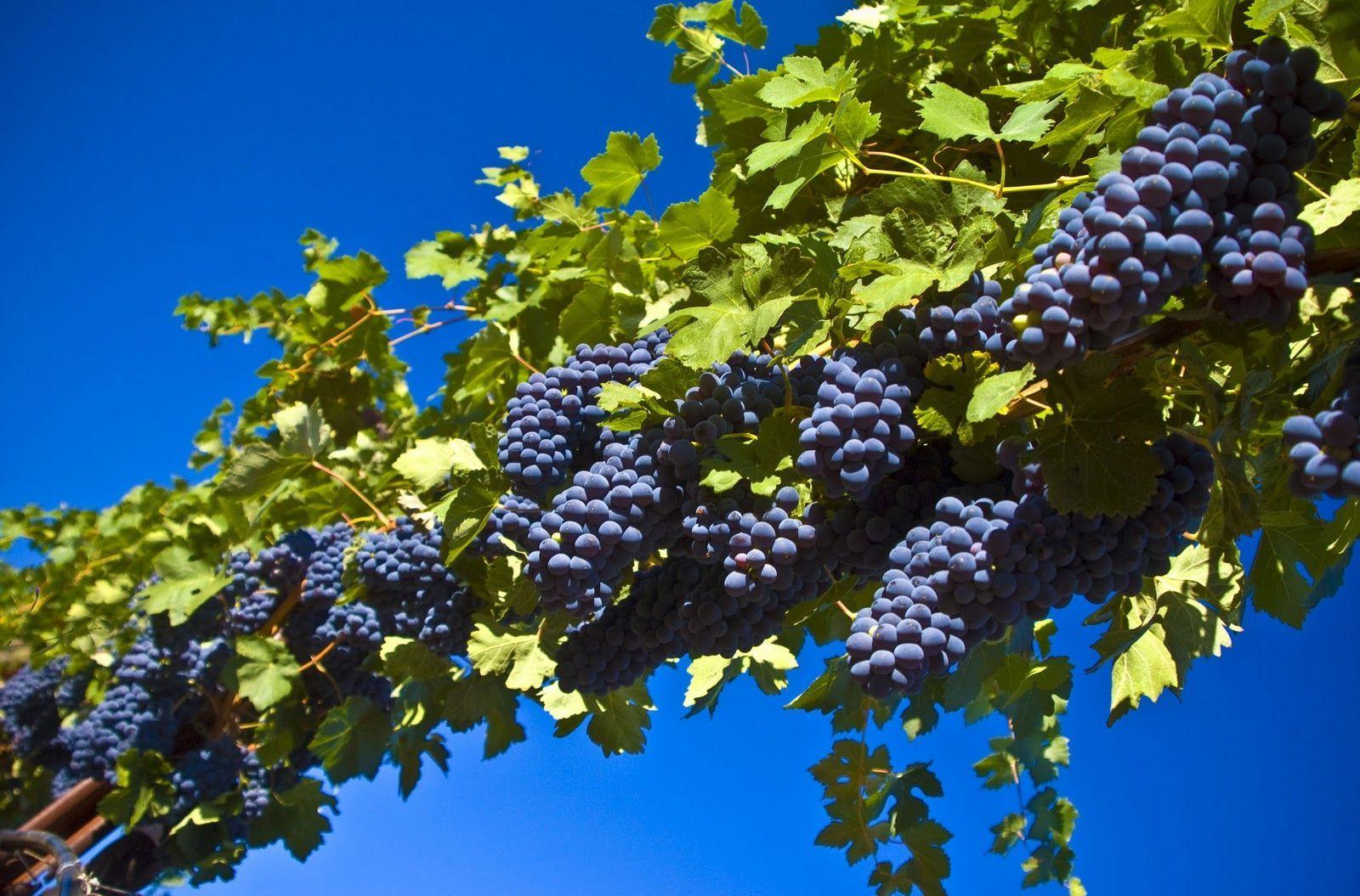image grapes. Grapes Tree Wallpaper Widescreen Wallpaper