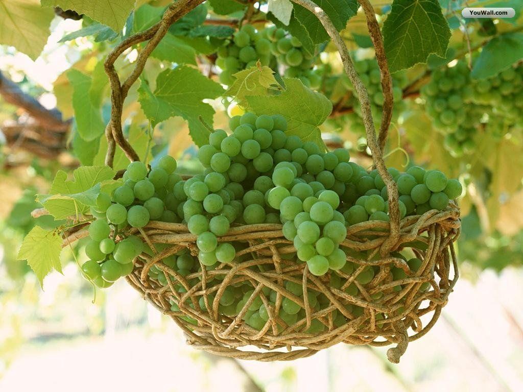 Awesome Pics. Grapes Widescreen Wallpaper