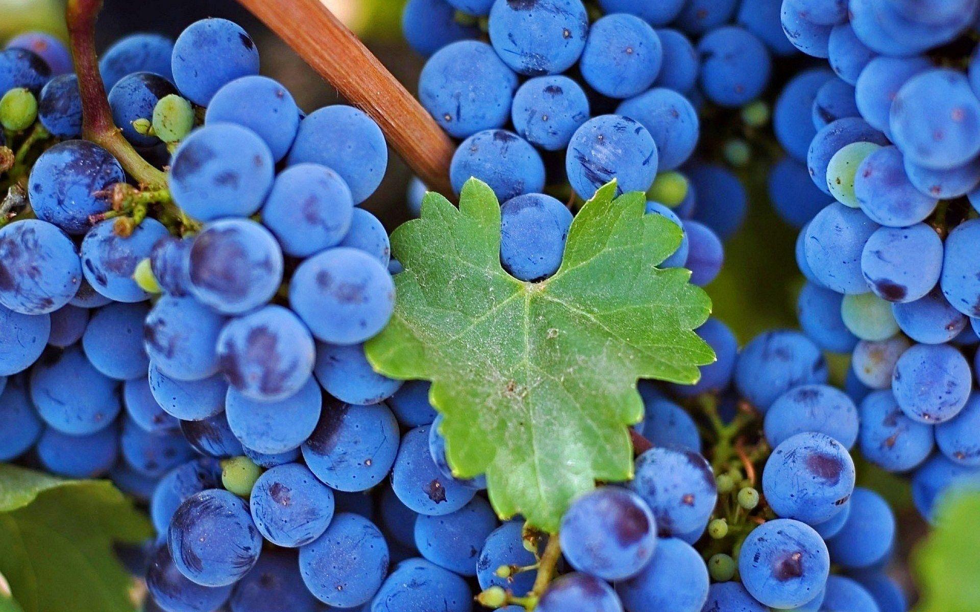 4013778 Blue Grapes Wallpaper