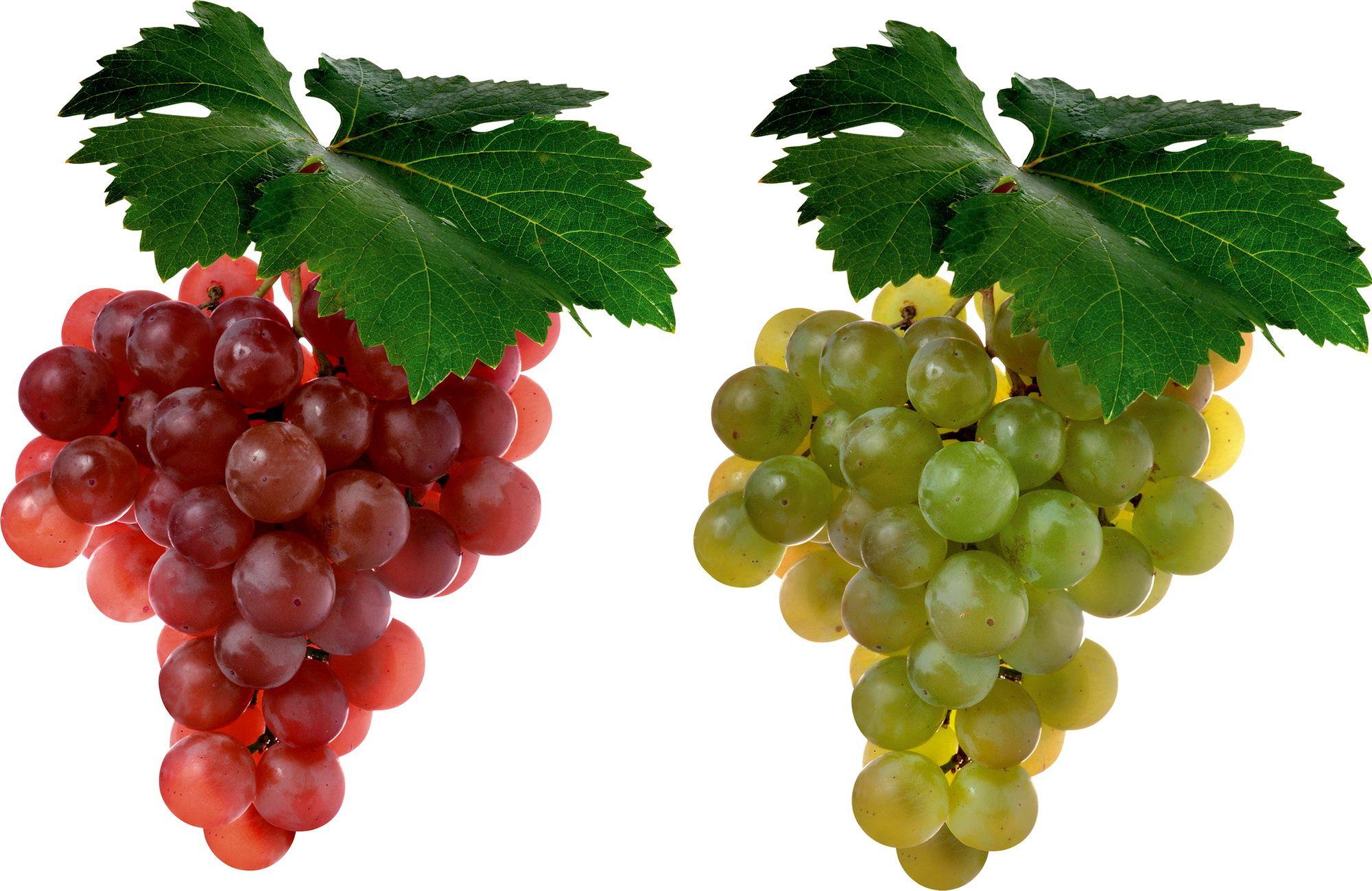 Adorable Grapes Image & Wallpaper Isolde Delnevo