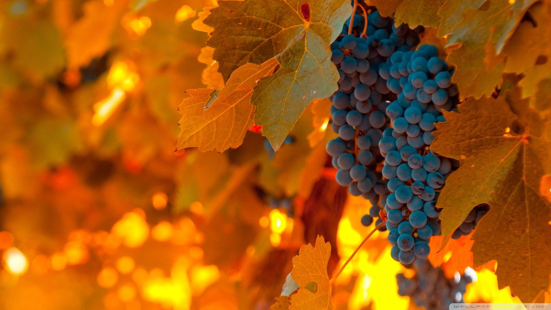 Grapes Wallpaper Widescreen U1WVOL