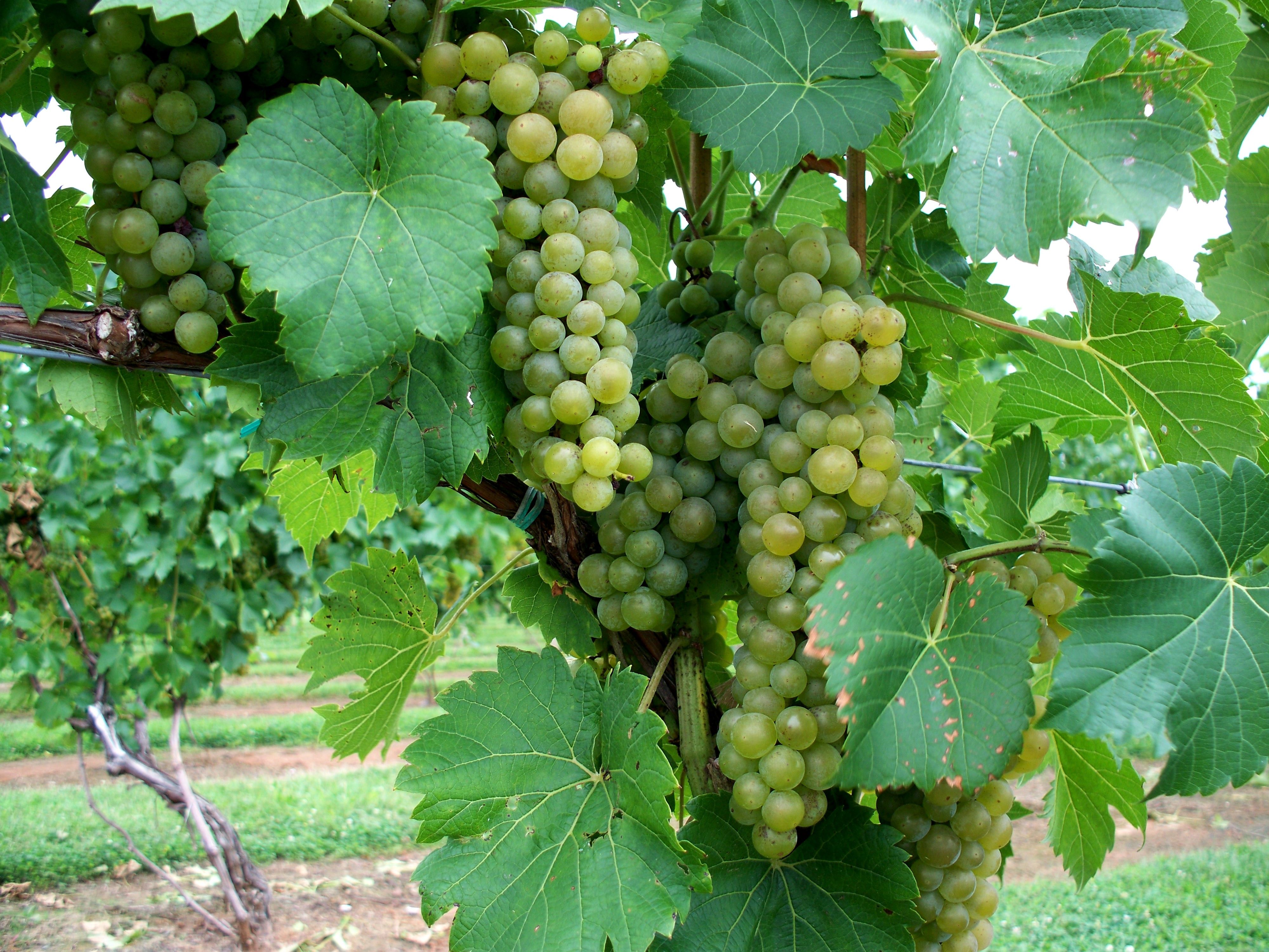 P:3450642980. Plantations of grapes. jpeg v.0.4 wallpaper