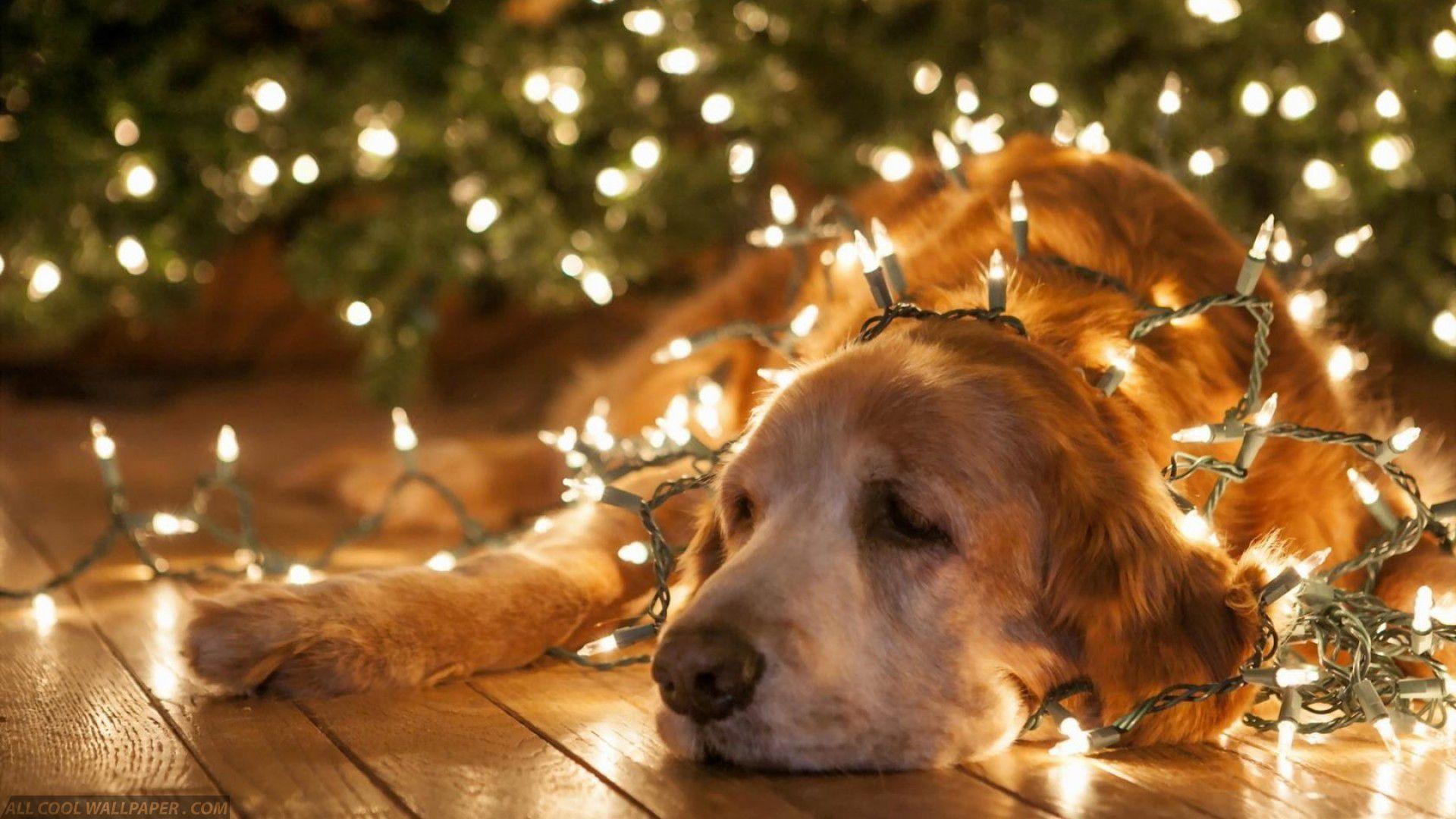 Dog In Christmas Lights Download HD Wallpaper