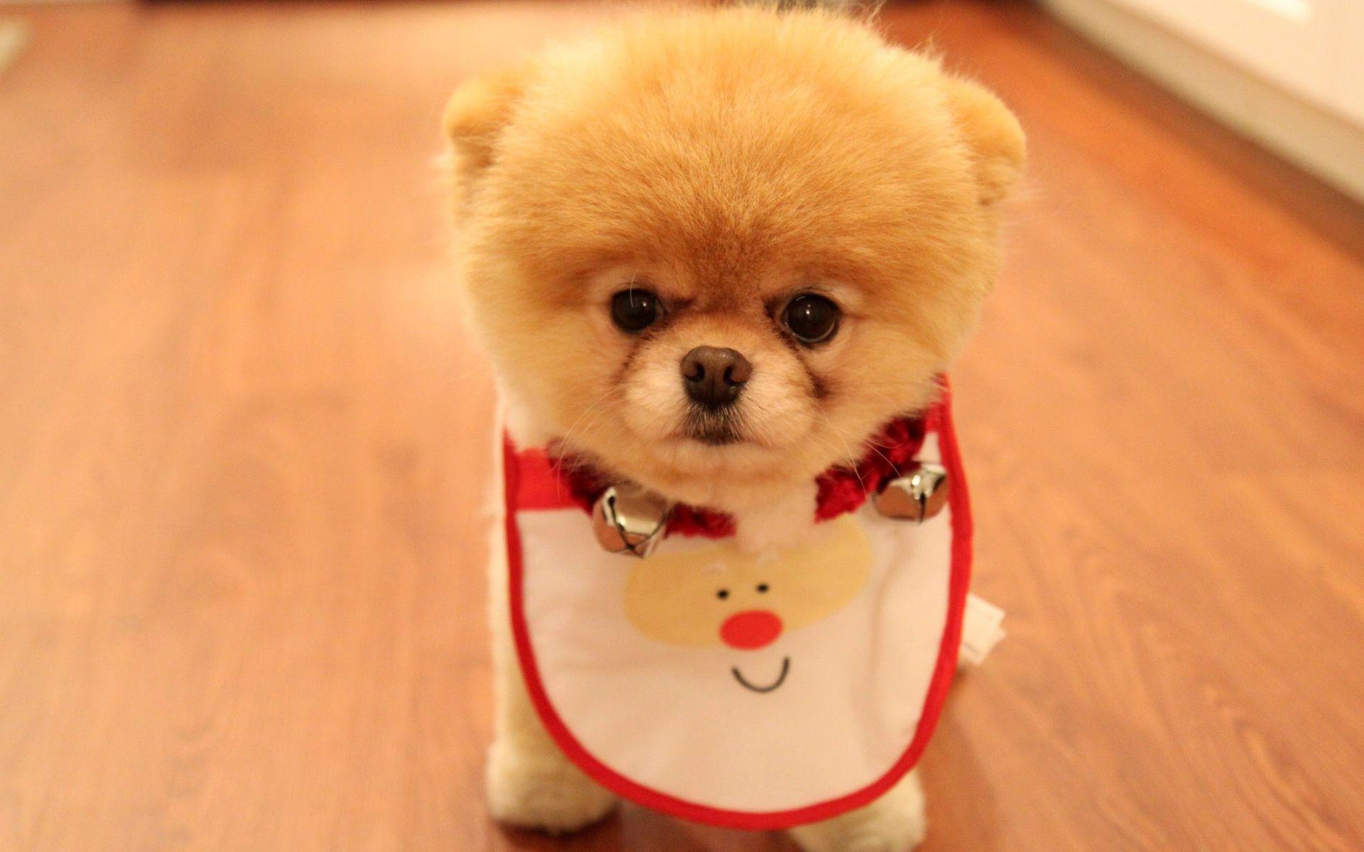 Cute Dog Christmas Wallpaper in jpg format for free download