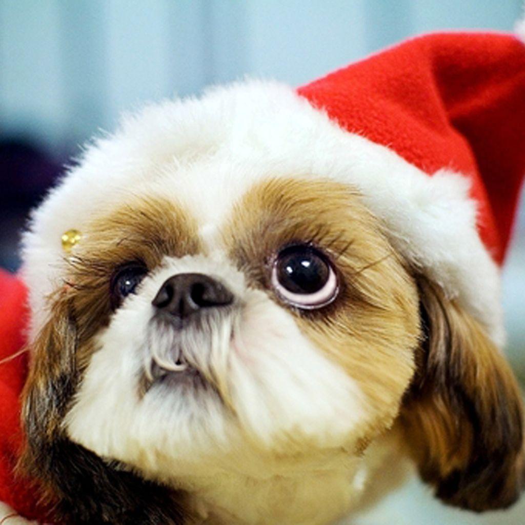 Free Download Christmas Pets iPad Wallpaper Christmas Dogs. Pet