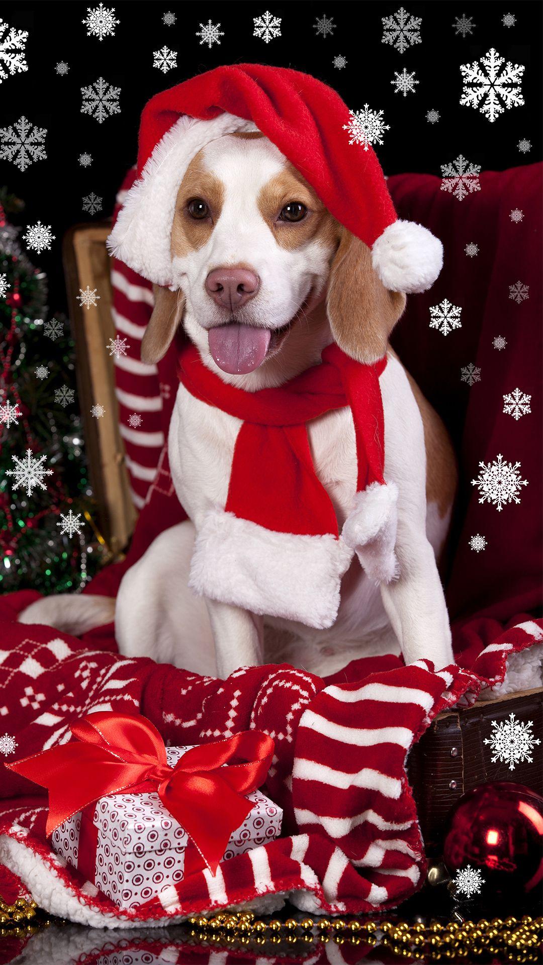 Christmas Dog with Santa Hat iPhone 6S Plus Wallpaper​-Quality Free Image and Transparent PNG Clipart