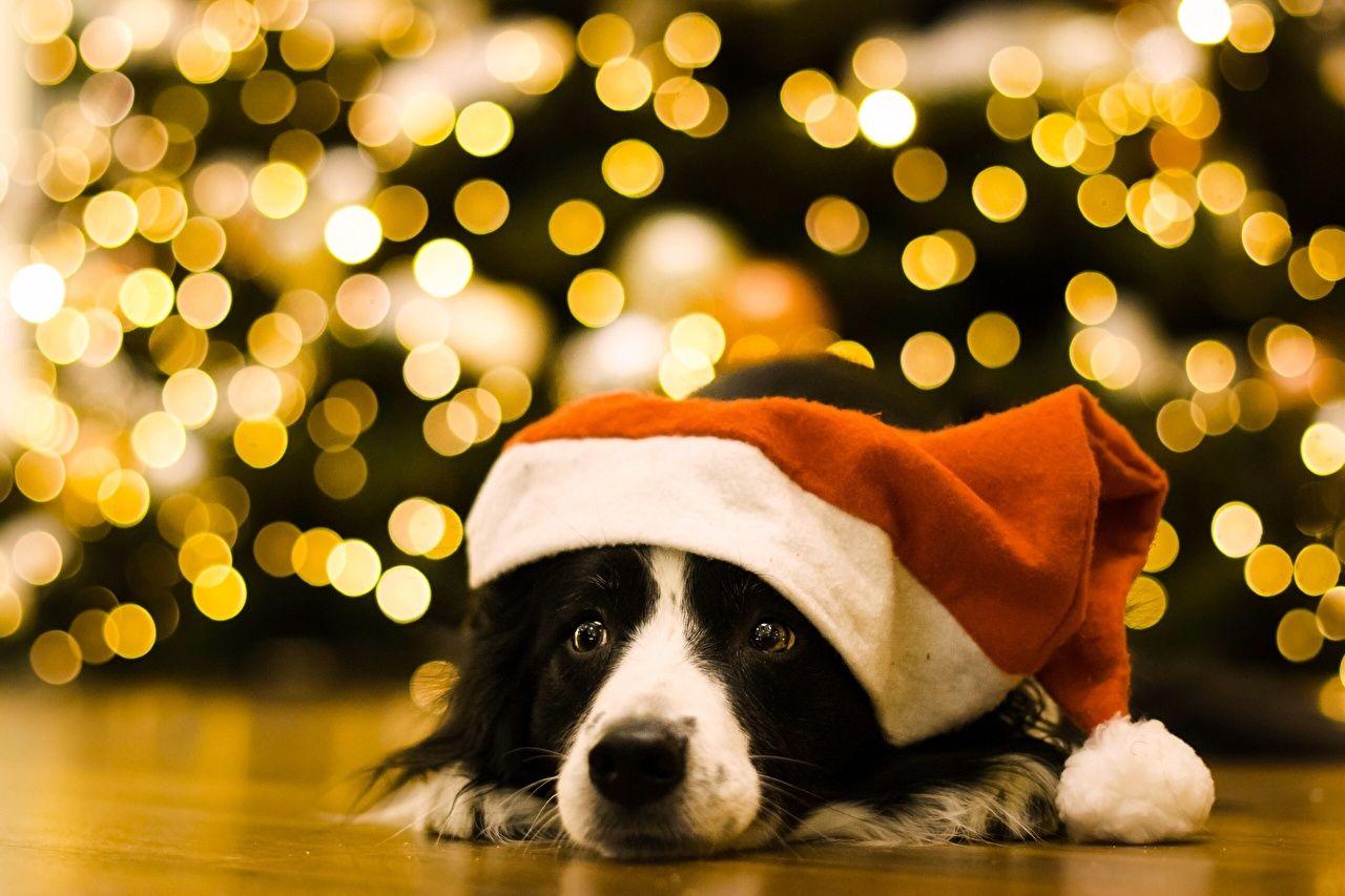 Wallpaper Border Collie Dogs Christmas Winter hat Animals