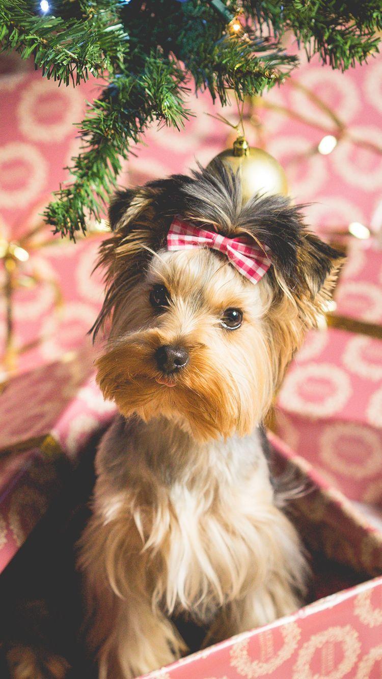 Cute Puppy Christmas Present iPhone 6 Wallpaper. Cute puppies, Christmas puppy, Dog wallpaper iphone