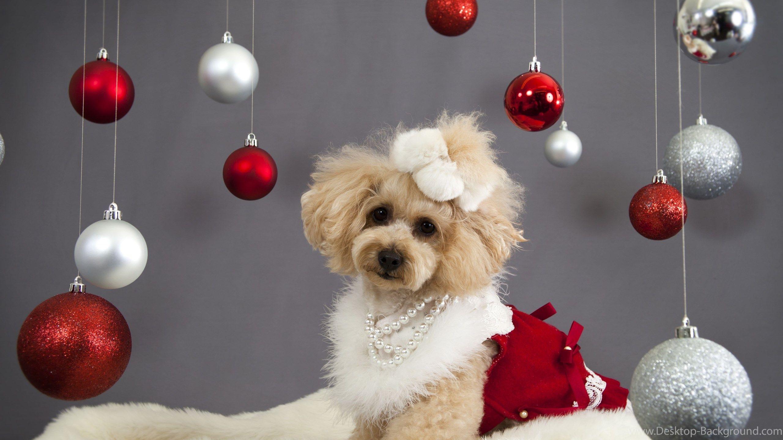 Christmas Dog Poodle Wallpaper And Image Wallpaper, Picture