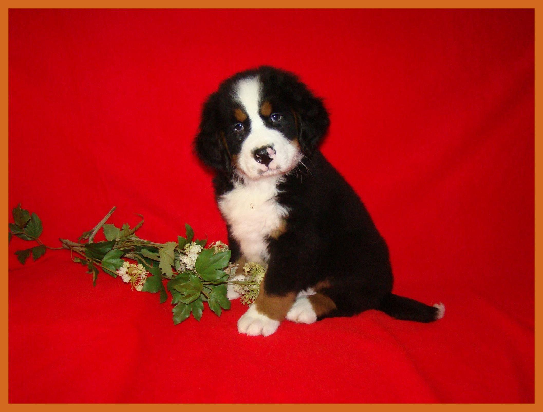 Puppy Christmas Wallpaper background picture