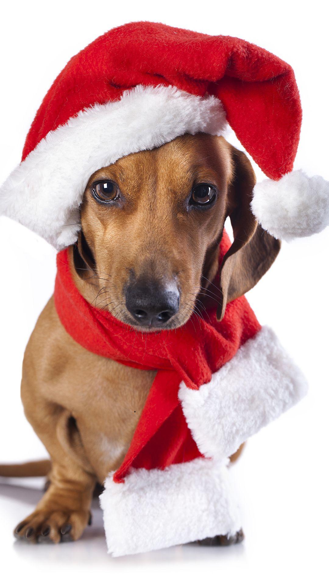 Christmas Dog iPhone 6S Plus Wallpaper