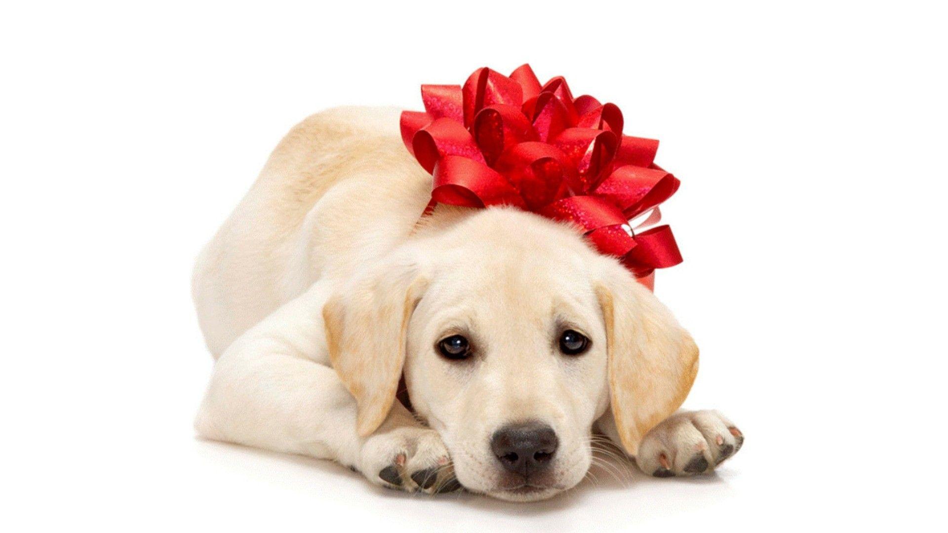 Dog Puppies Nature Labrador Pets Puppy Bow Dogs Christmas Wallpaper