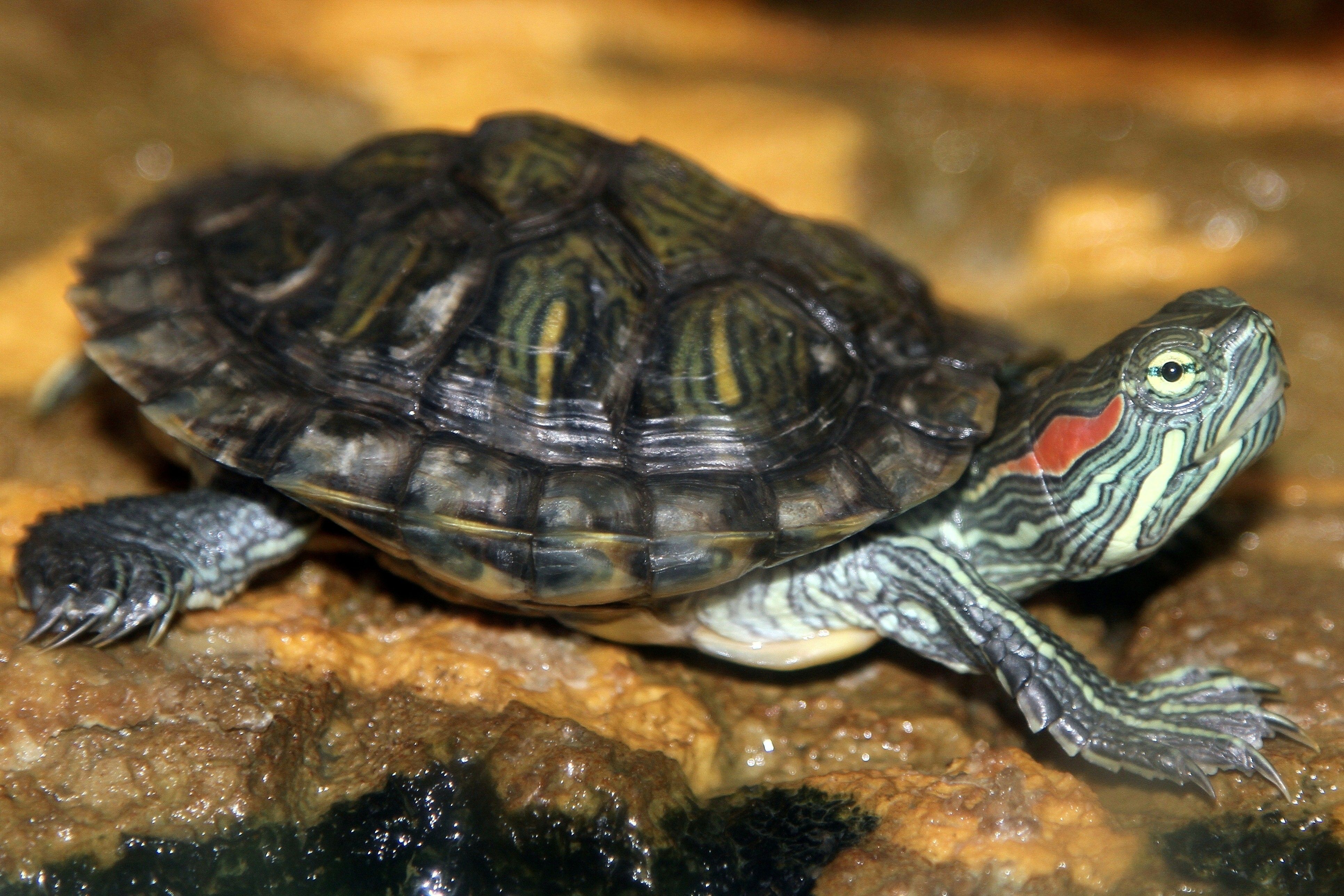 Red Eared Slider Turtles Wallpapers - Wallpaper Cave