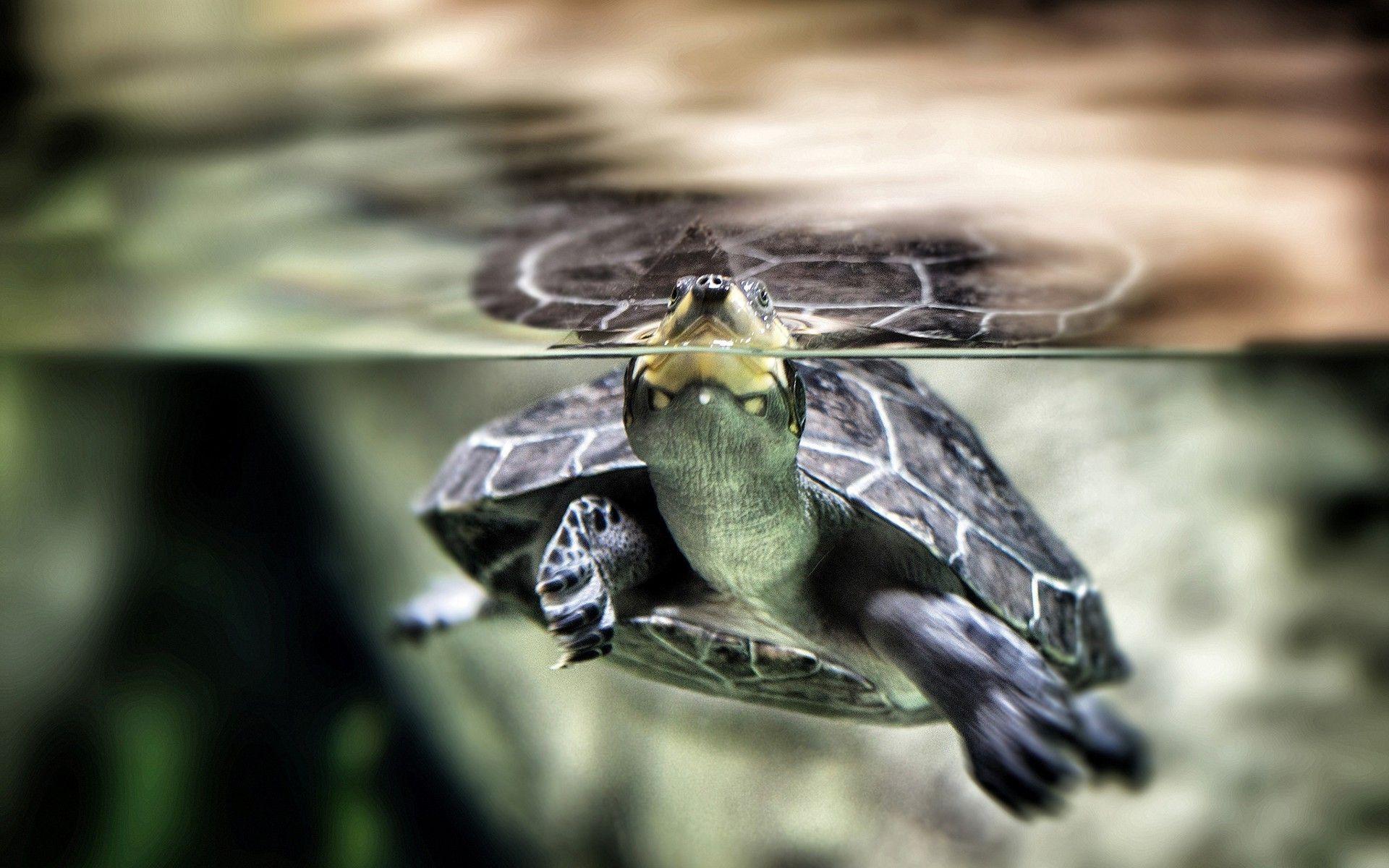 animals turtle split view water wallpaper and background