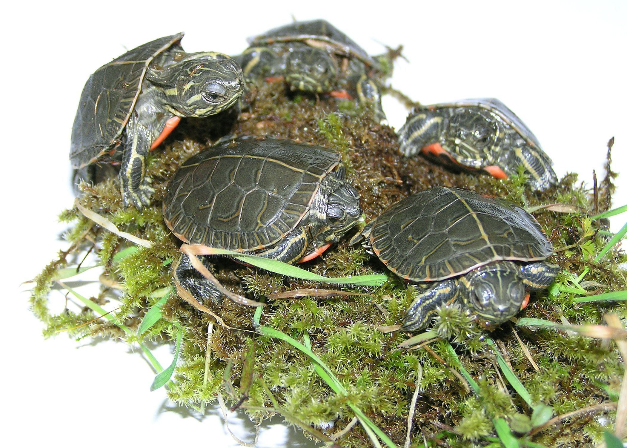 baby red eared slider turtle