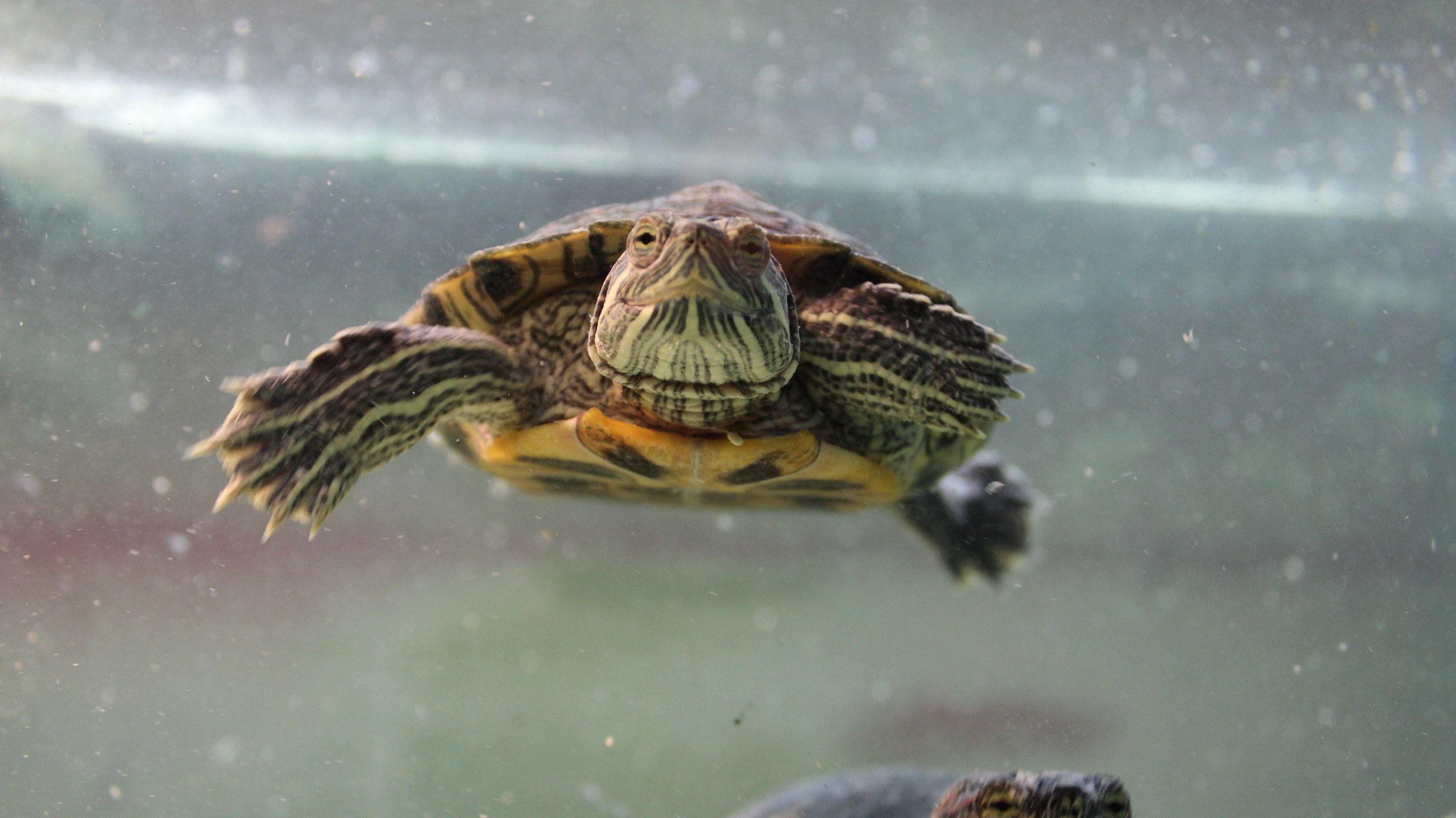 Free of aquatic, Red Eared Slider, reptile