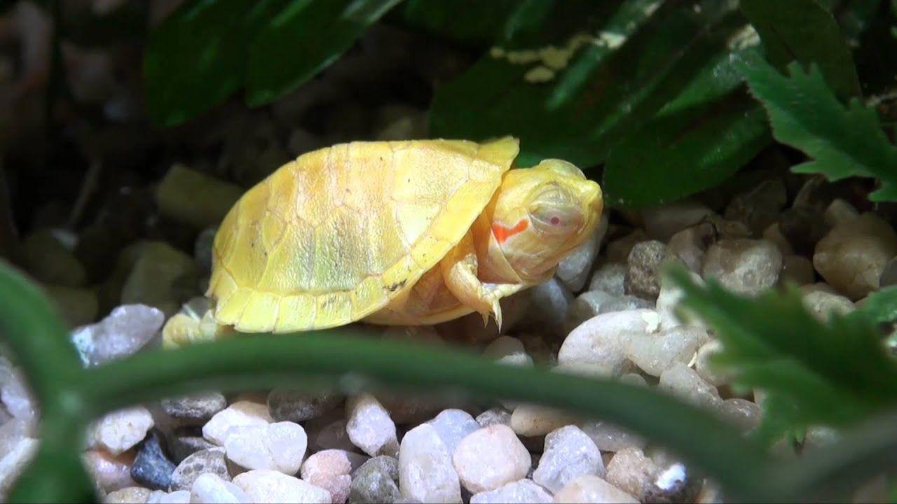Albino Red Eared Slider Turtles. Buy at Big Apple Pet
