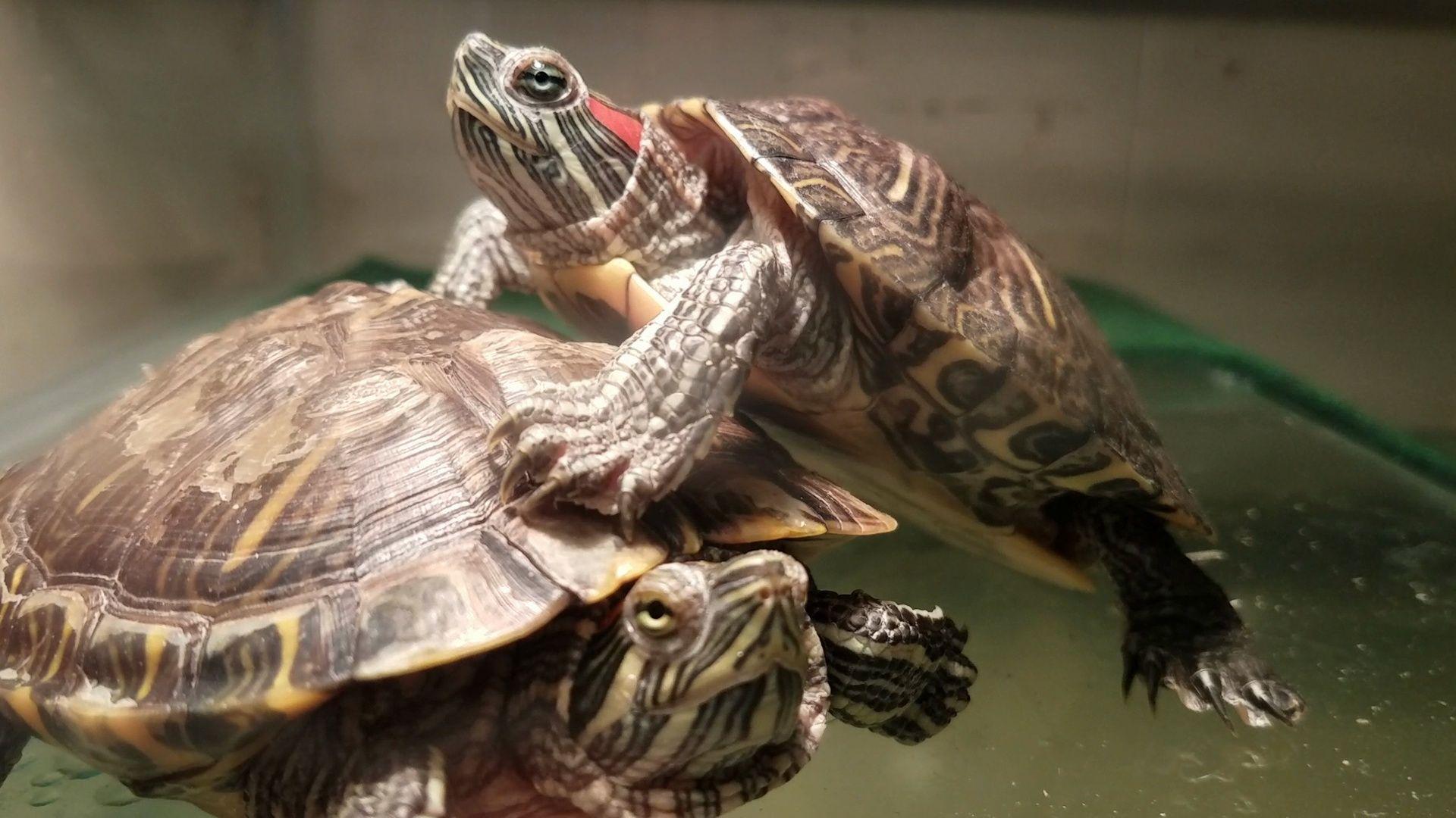 Red Eared Slider Turtles In Tank Video Clip