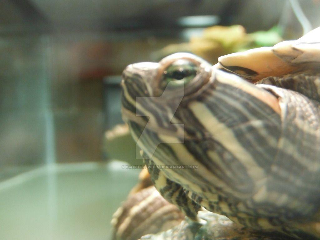 My Turtle's Head. (Yes It's A Red Eared Slider) By Isabella Wolf