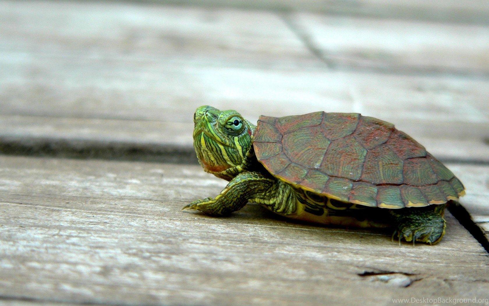 Gallery For Desktop Wallpaper Turtle Desktop Background