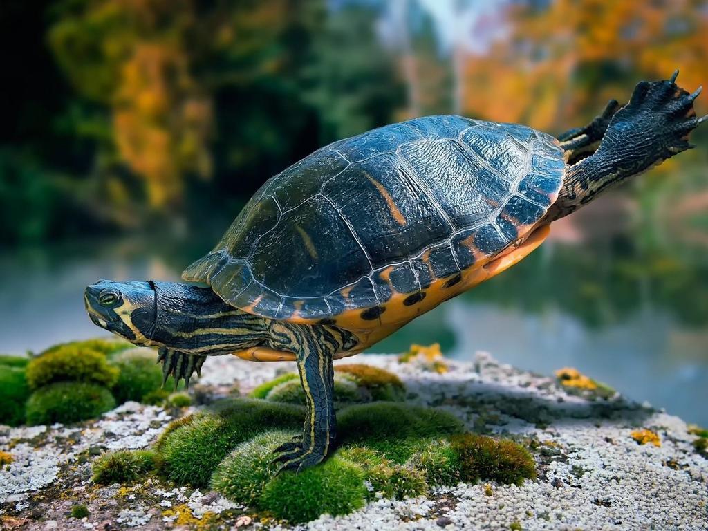 Handstanding Turtle HD Wallpaper. Wallpaper Studio 10