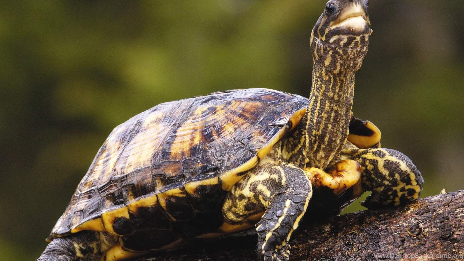 Sea Turtle Wallpaper 4519