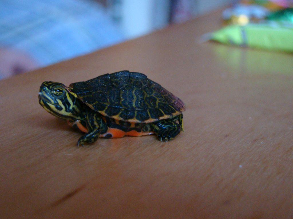 Little Turtle HD Desktop Wallpaper, Instagram photo, Background