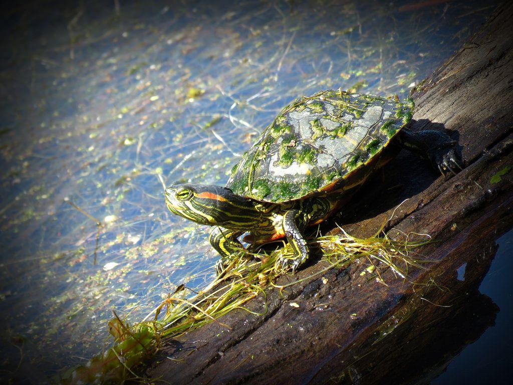 Red Eared Slider Turtle. Howell Wetlands, Evansville, IN Th