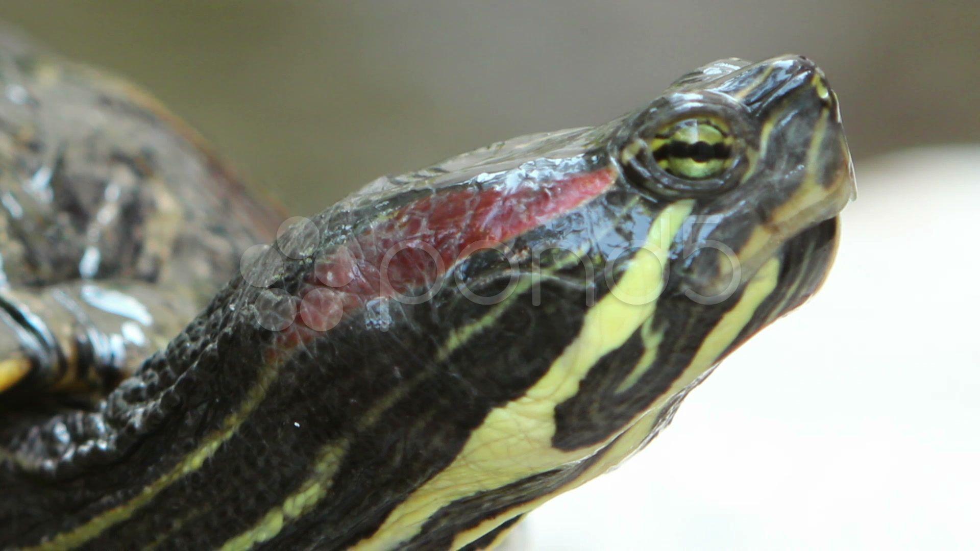 Stock Video: Red Eared Slider Turtle