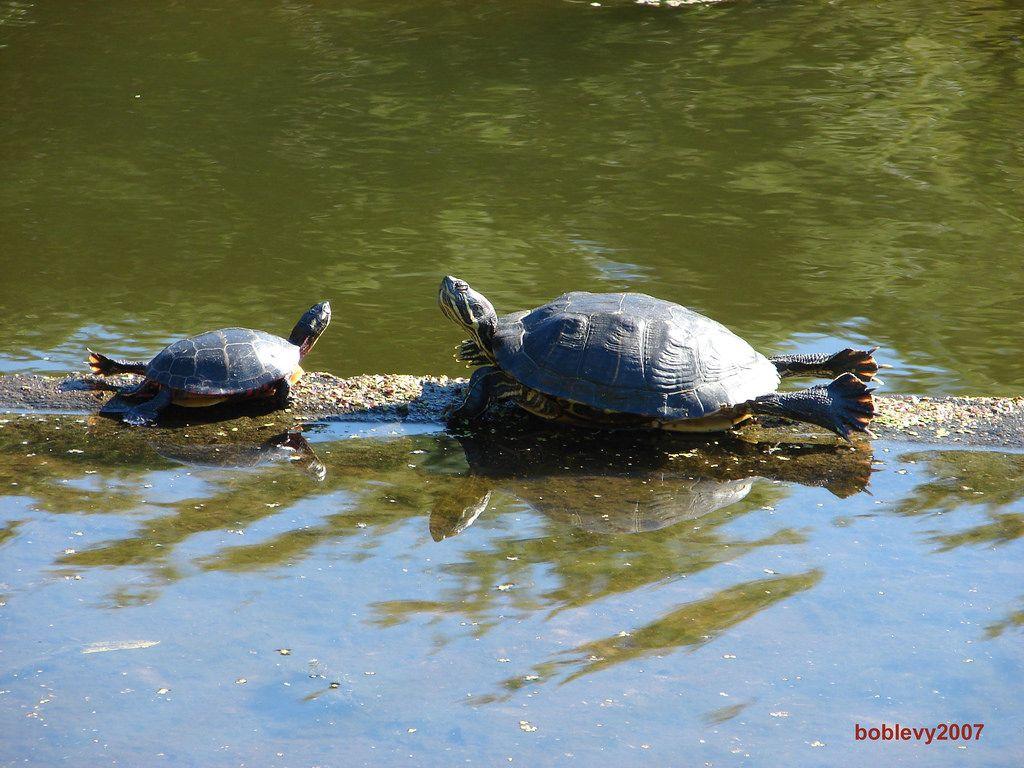 Red Eared Slider Turtles Wallpapers - Wallpaper Cave