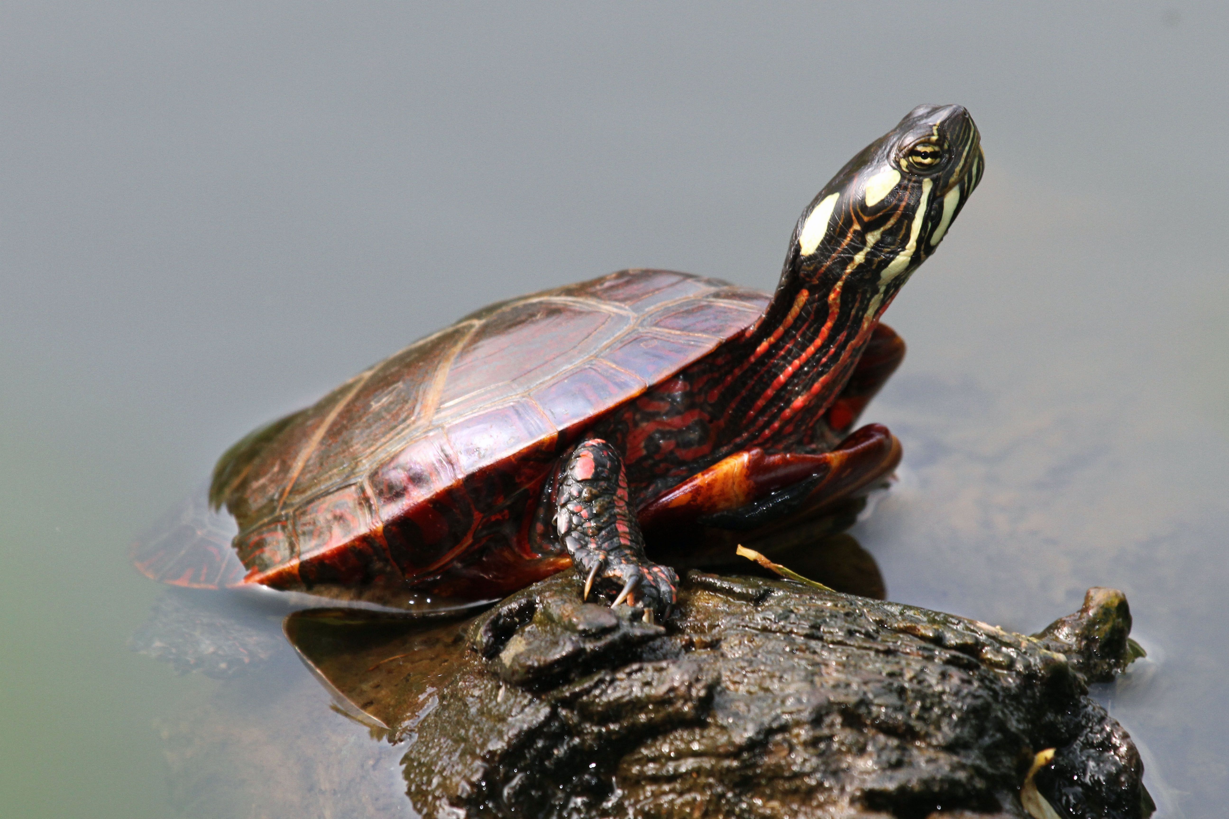 Red Eared Slider Turtles Wallpapers - Wallpaper Cave