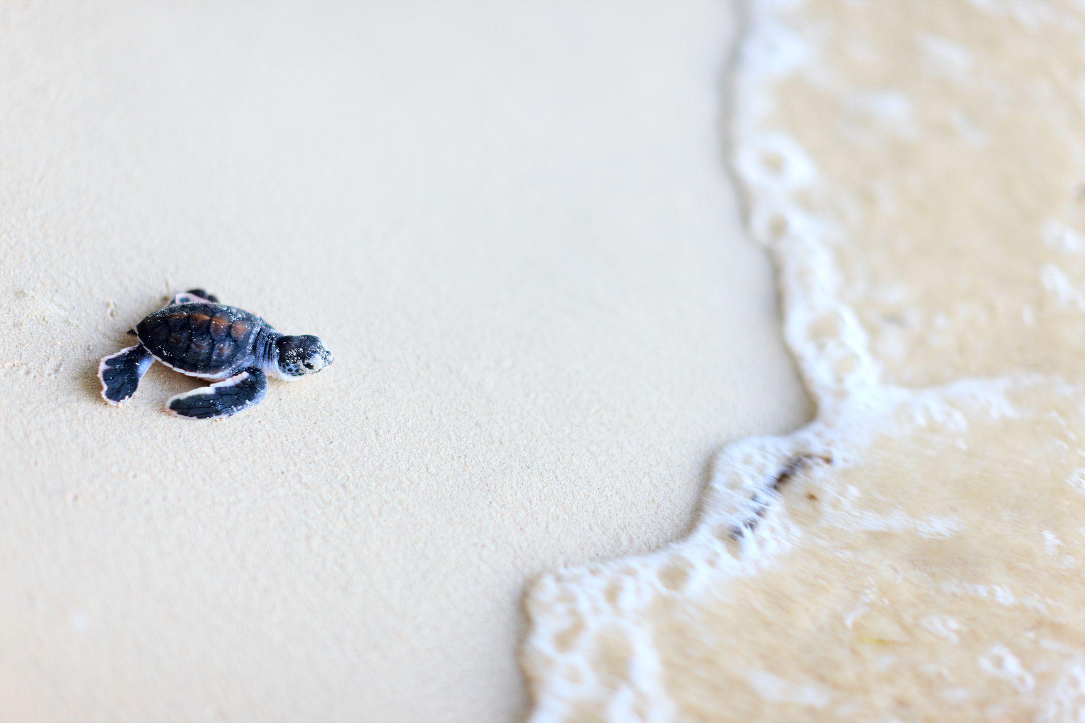 Sea Turtles Tortoise HD Wallpaper