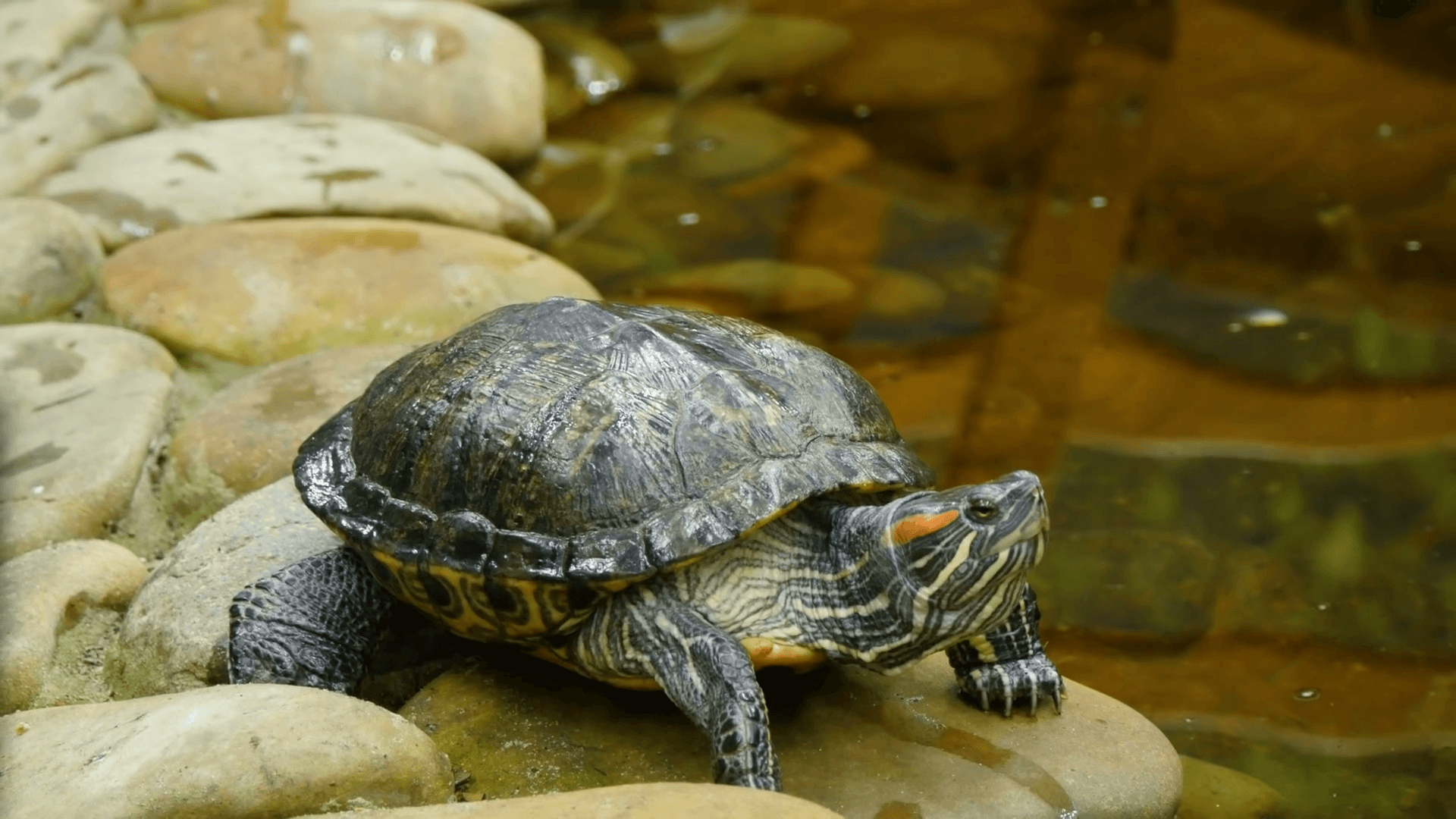 Red Eared Slider Turtles Wallpapers - Wallpaper Cave