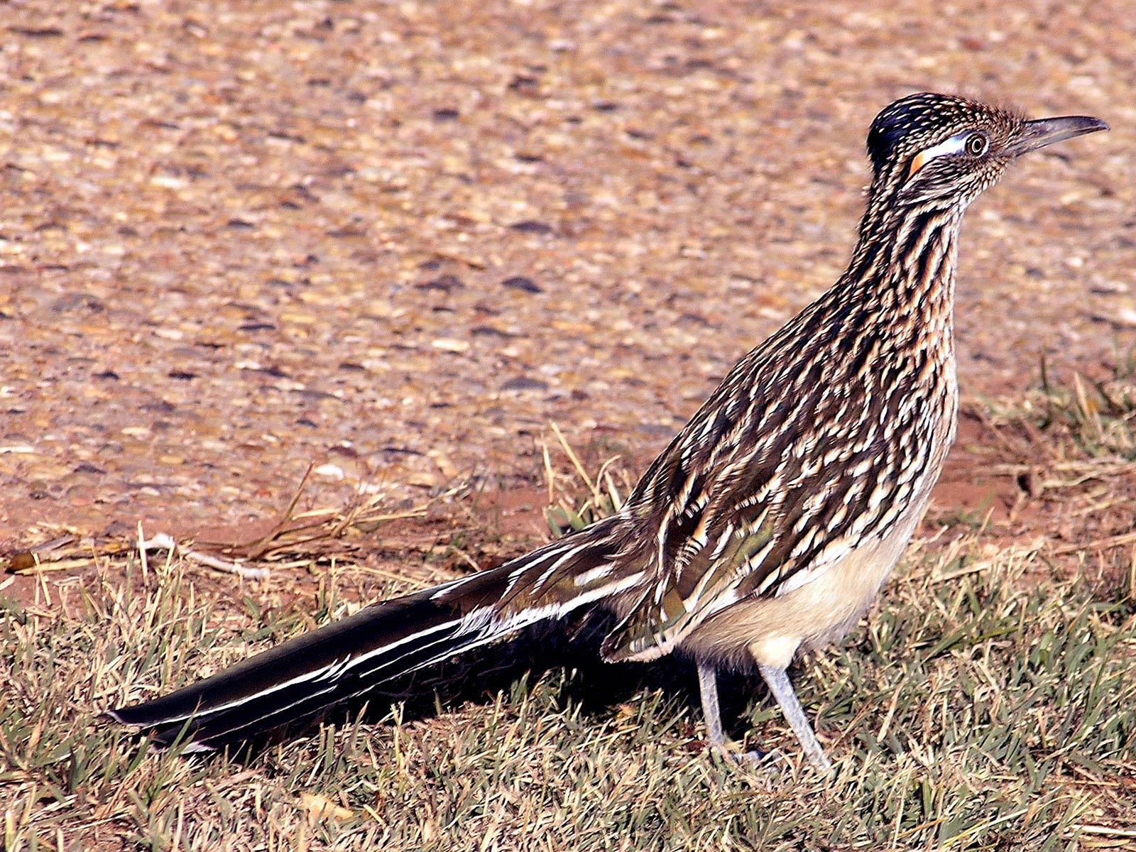 Roadrunner Wallpaper