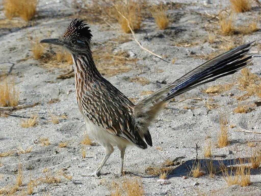 Free Roadrunner Wallpaper