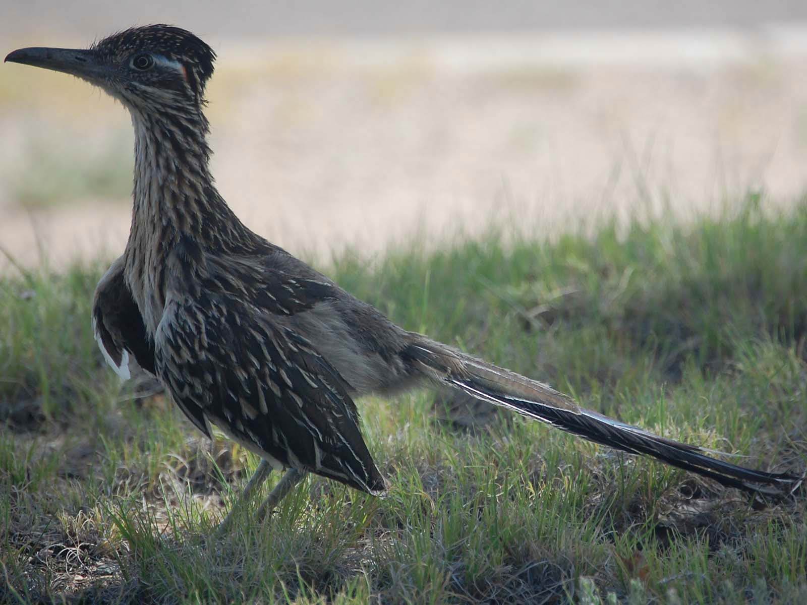 Roadrunner Wallpaper and Background
