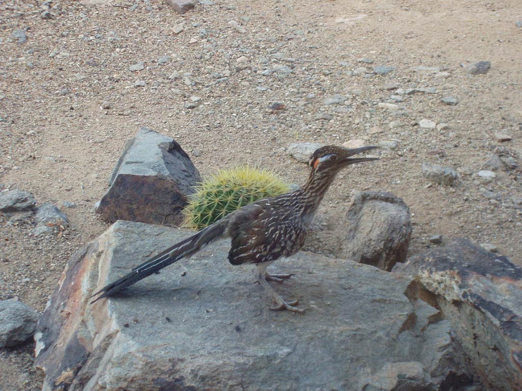 Free Roadrunner Wallpaper download