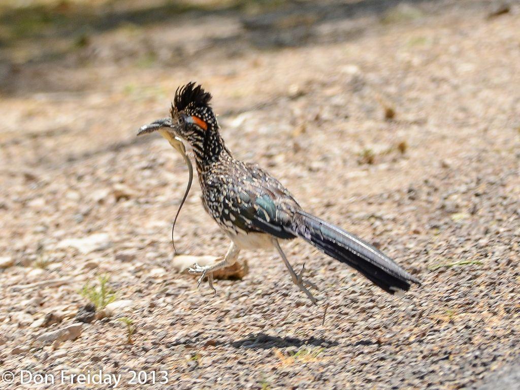 The Freiday Bird Blog: West Texas Bird of the Day: Greater Roadrunner