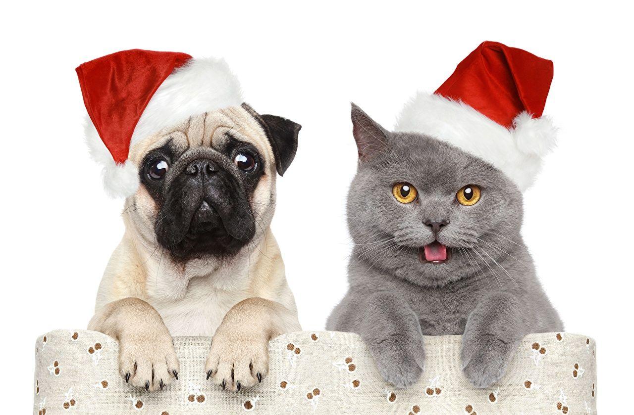 Wallpaper Pug Cats Dogs New year Winter hat Animals